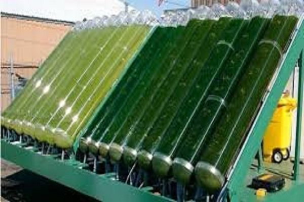 Iran's optimal capacity for algae production and export