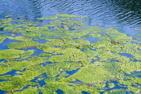 Algae cultivation system was unveiled