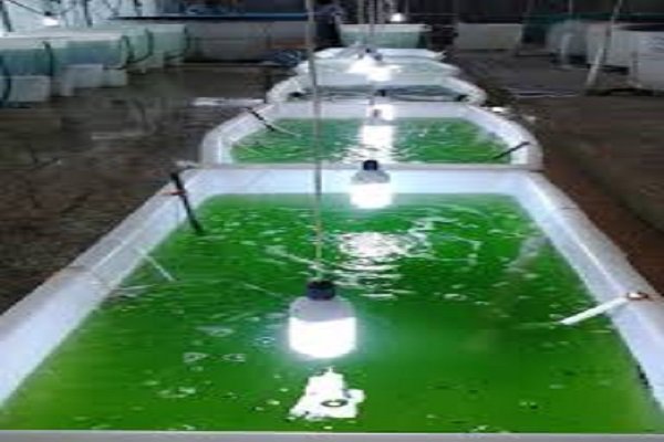 Algae production in Shiraz Science and Technology Park